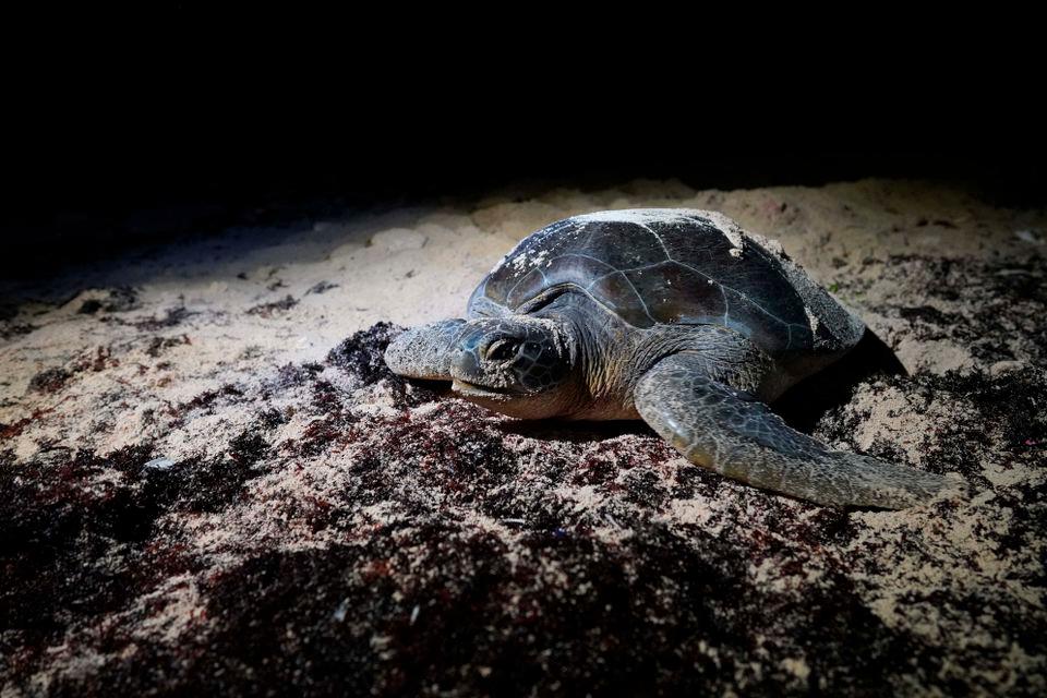 Dozens of sea turtles stabbed to death off Japan island Dozens of sea turtles stabbed to death off Japan island