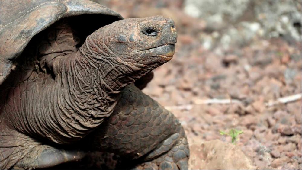 Ecuador investigates killing of four Galapagois giant tortoises