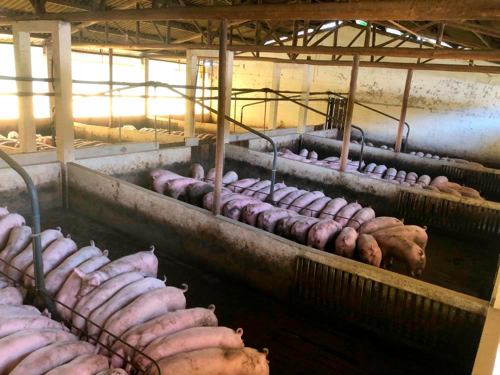 Eight pig farms identified as source of waste discharge in Tanjung Sepat