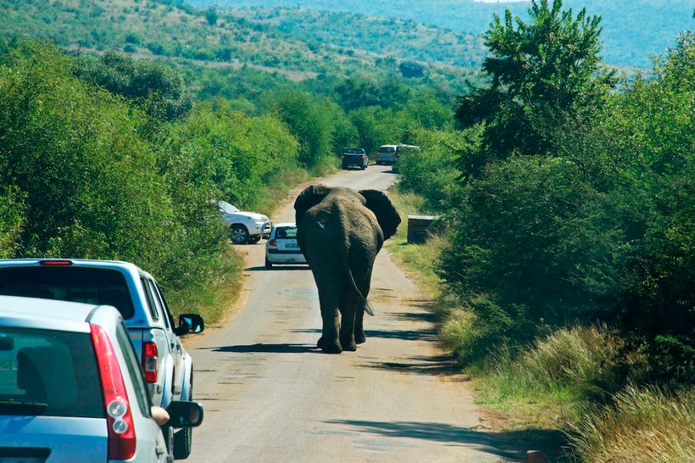 Elephant believed to have trampled Orang Asli teenager back to its natural habitat: Wildlife
