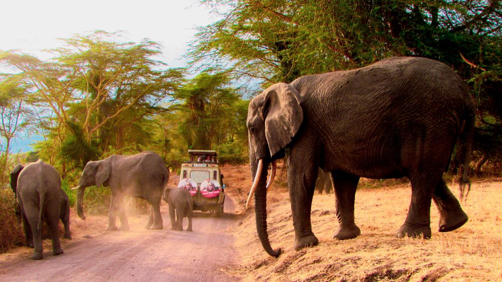 Elephant kills Maasai man in Tanzania’s Ngorongoro