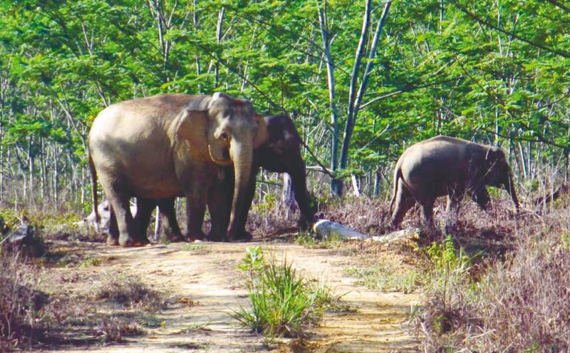 Ensure peaceful coexistence with elephants Ensure peaceful coexistence with elephants