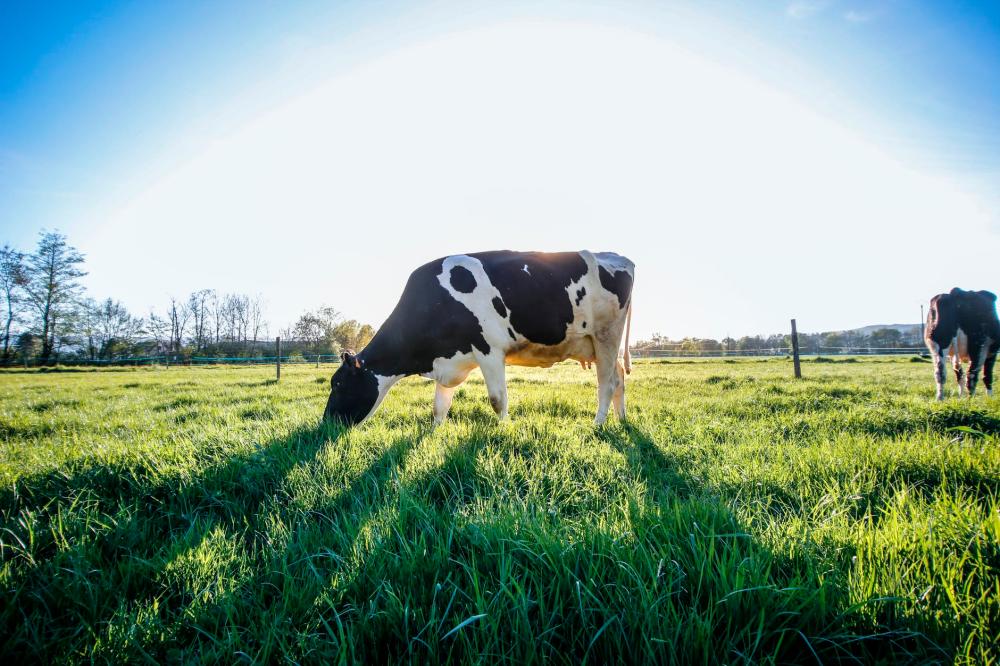 Europe's big meat and dairy firms accused of climate 'greenwash' Europe's big meat and dairy firms accused of climate 'greenwash'