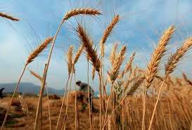 FAO: World food price index rises for ninth month running in February