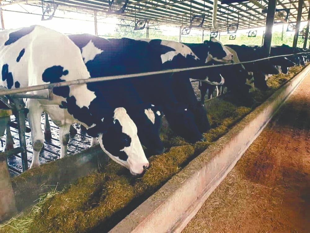 FGV aims to produce 30,000 litres of fresh milk daily in first-half 2021 in dairy farming venture 