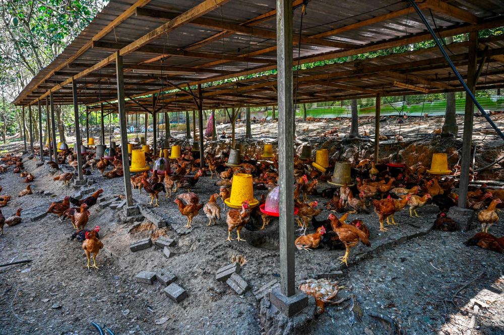 FGV to supply 10,000 native chickens a week under Ladang ‘57 brand to AEON Big by year-end FGV to supply 10,000 native chickens a week under Ladang ‘57 brand to AEON Big by year-end