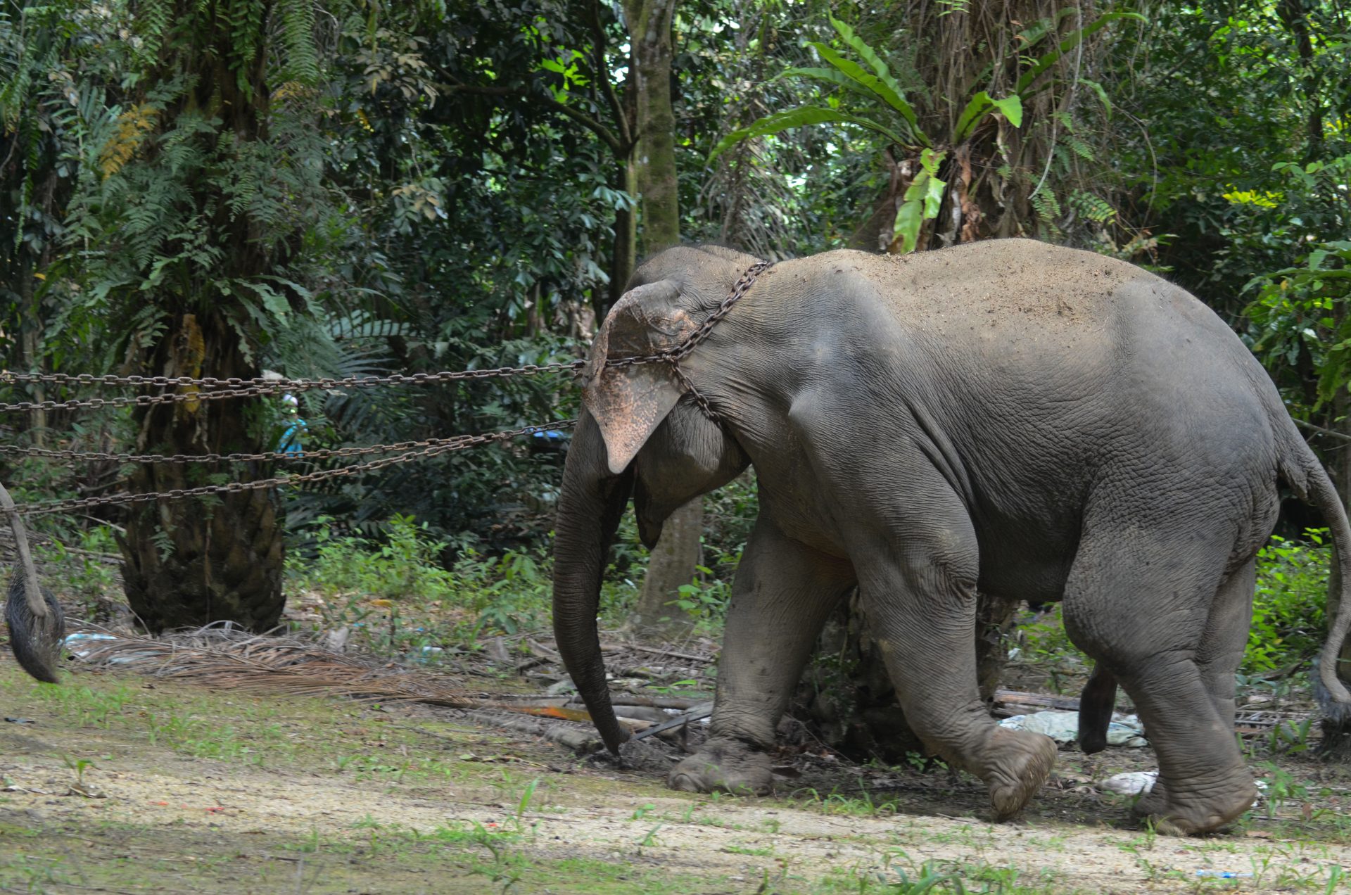 PINDAH GAJAH Perhilitan tracks elephant herd near East-West Highway