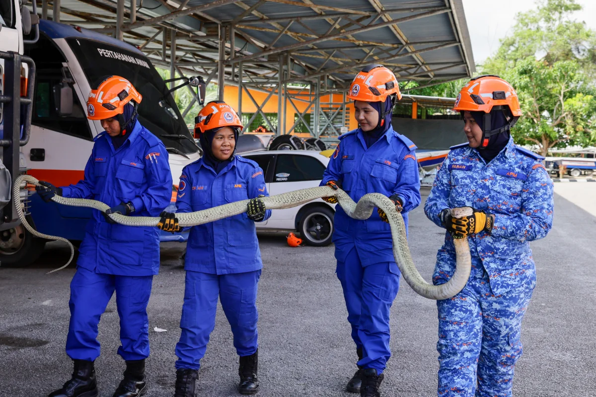 Fearless_Terengganu_APM_women_officers_tackle_snakes_for_public_safety Fearless Terengganu APM women officers tackle snakes for public safety