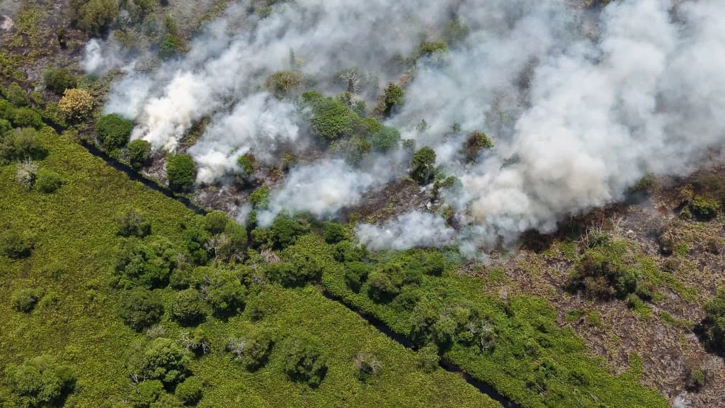 Fire_rages_through_150-hectare_palm_oil_plantation_in_Nenasi Fire rages through 150-hectare palm oil plantation in Nenasi