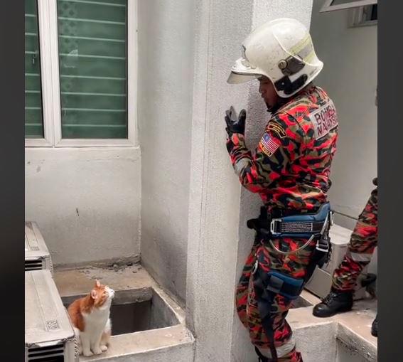 Firefighters rescue cat who snuck out of high rise apartment window 