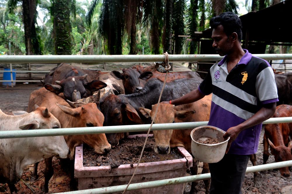Flood: Do not overlook the needs of farmers, livestock breeders