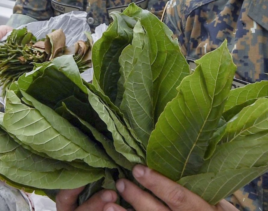 For RM500 to bring ketum to Kelantan, jobless man willing to flout MCO SOP