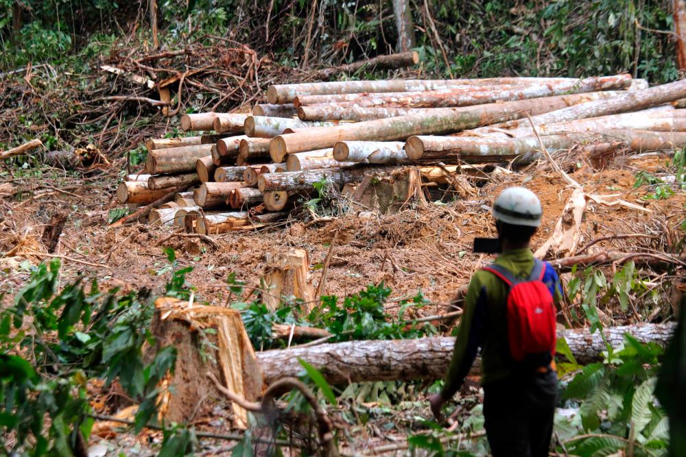 Forestry Dept to investigate logging activities at Kledang Saiong Forestry Dept to investigate logging activities at Kledang Saiong
