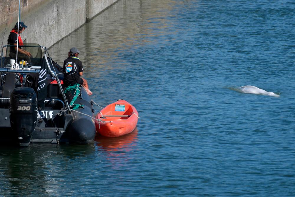 France readies ‘exceptional’ rescue of beluga astray in Seine