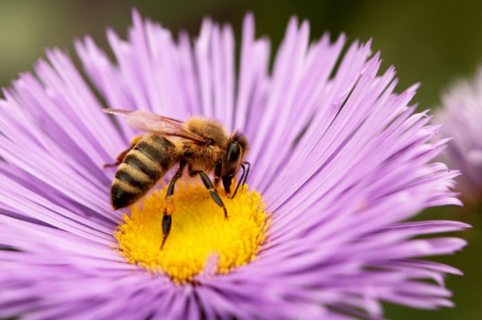 French MPs vote to freeze ban on bee-killing pesticides French MPs vote to freeze ban on bee-killing pesticides