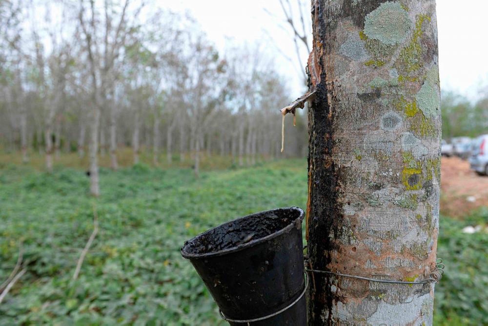 Govt lays out efforts to stabilise global rubber price Govt lays out efforts to stabilise global rubber price