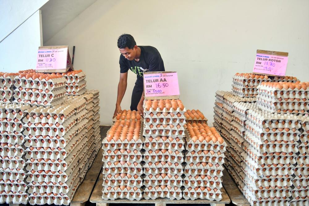 Govt sticks to stance not to float price of eggs: Fuziah