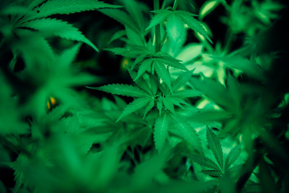 High time to legalise medical cannabis, kratom: Expects High time to legalise medical cannabis, kratom: Expects