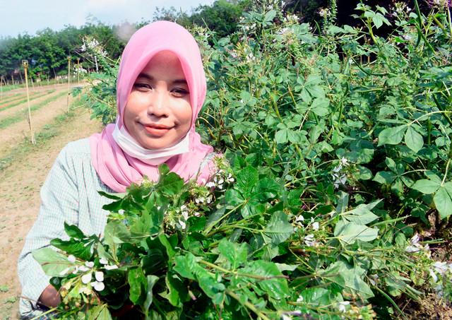 Housewife earns lucrative income from maman farming
