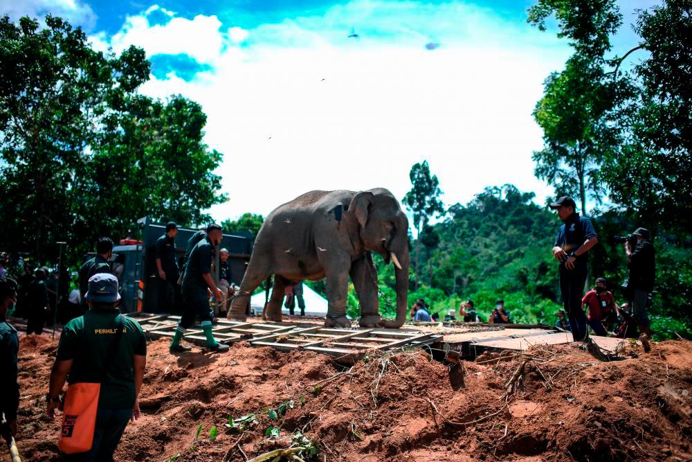 Hundreds of species of wildlife worldwide contaminated with ‘forever chemicals’ Hundreds of species of wildlife worldwide contaminated with ‘forever chemicals’