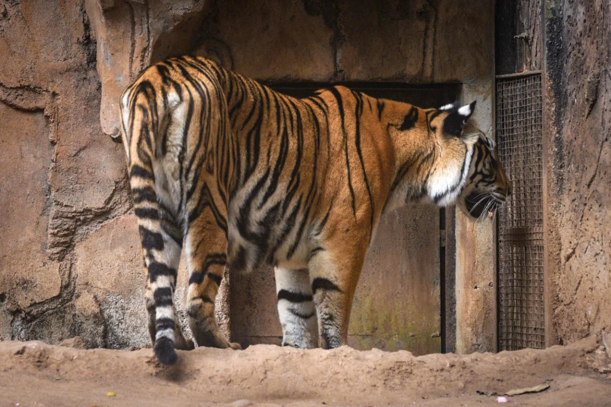 Bengal tiger cubs die from virus at Indonesian zoo Bengal tiger cubs die from virus at Indonesian zoo
