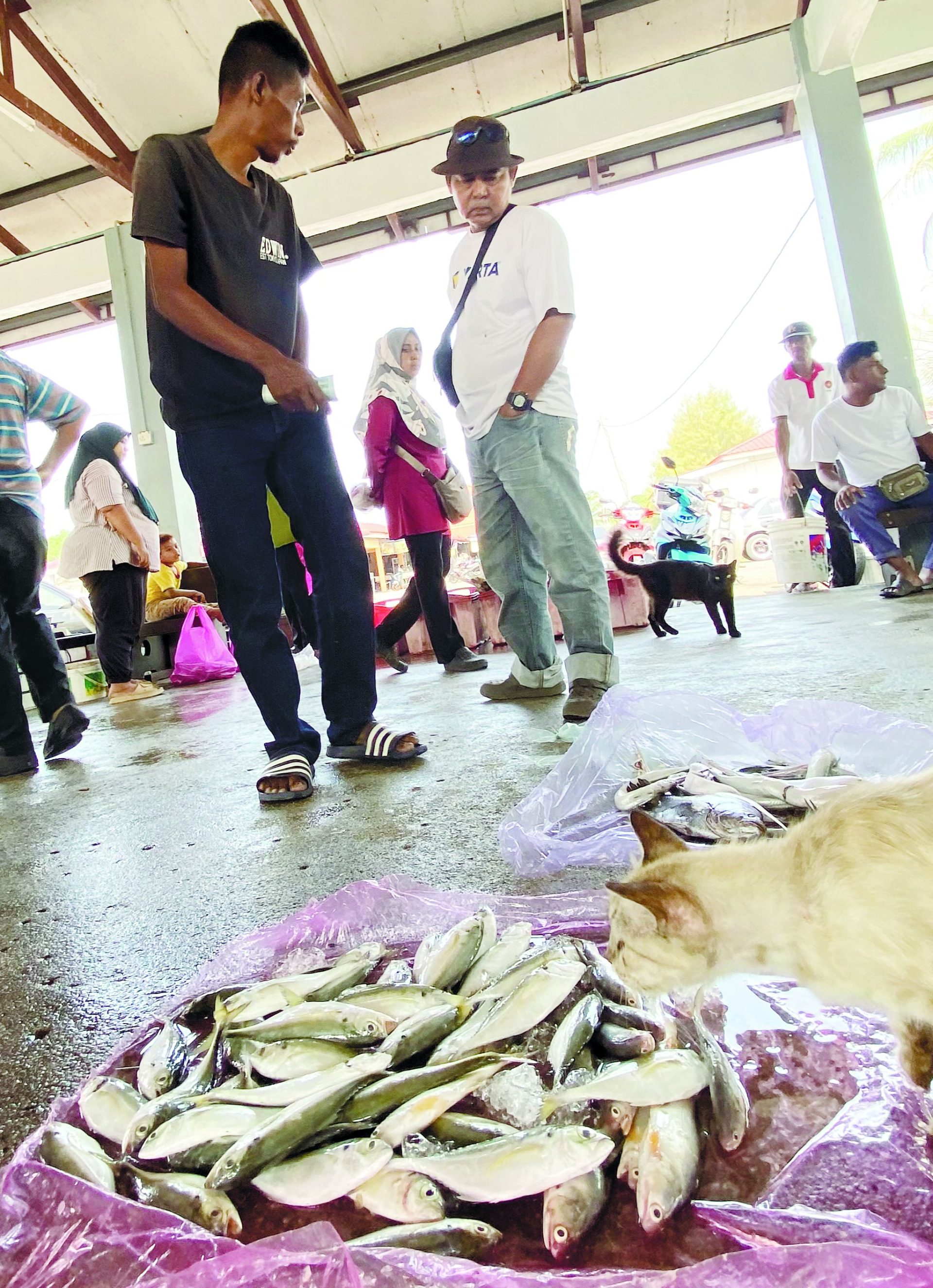 Fish prices spike due to seasonal cycles’