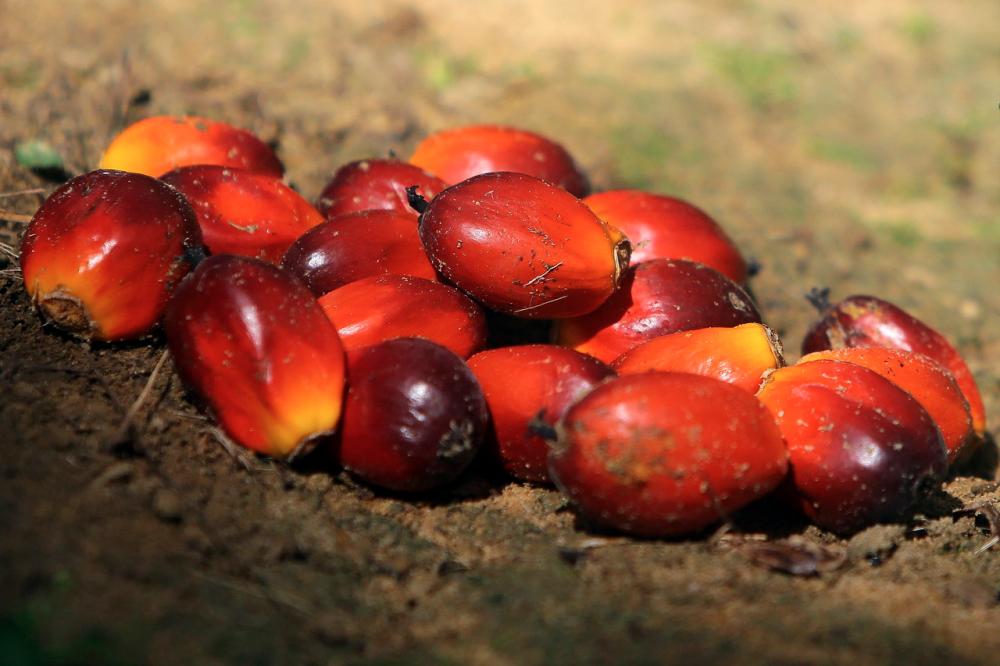 India imports over 500,000 tonnes of palm oil from Malaysia in January India imports over 500,000 tonnes of palm oil from Malaysia in January
