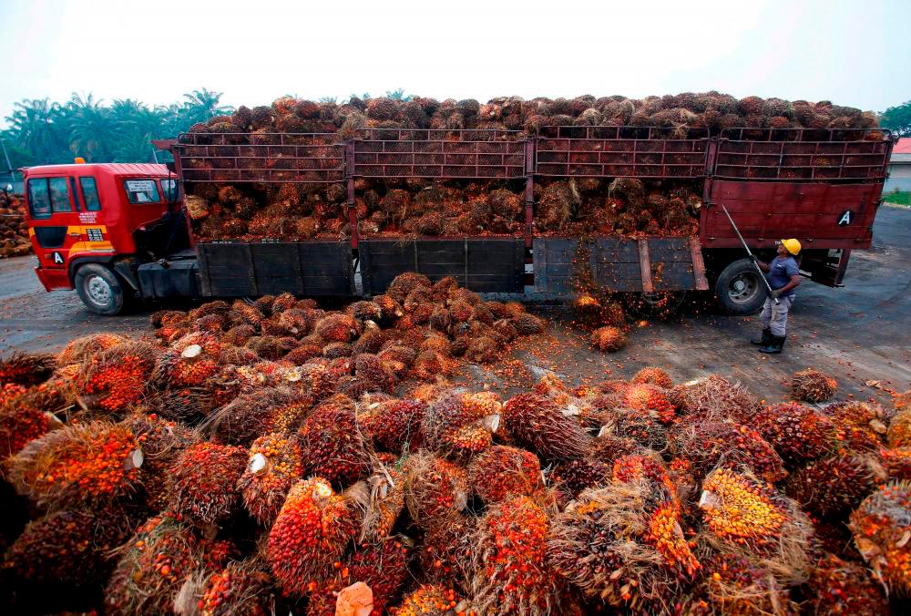 India’s palm oil imports see big jump in November India’s palm oil imports see big jump in November