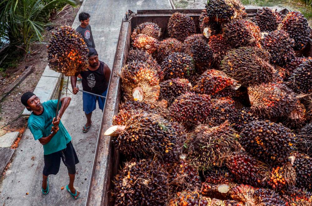 Indonesia reduces palm oil exports to ensure supply at home Indonesia reduces palm oil exports to ensure supply at home