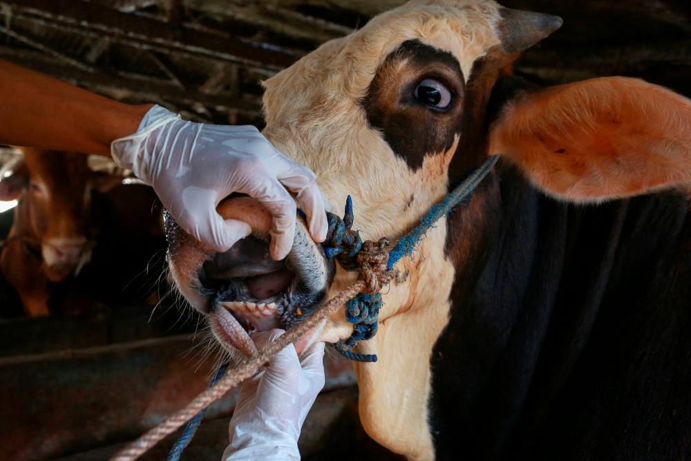 Indonesian farmers pay price of foot and mouth outbreak before Eid sacrifice Indonesian farmers pay price of foot and mouth outbreak before Eid sacrifice