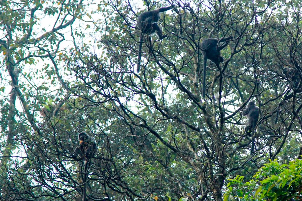 Indonesiaâs race to preserve habitat of Javan gibbon Indonesiaâs race to preserve habitat of Javan gibbon