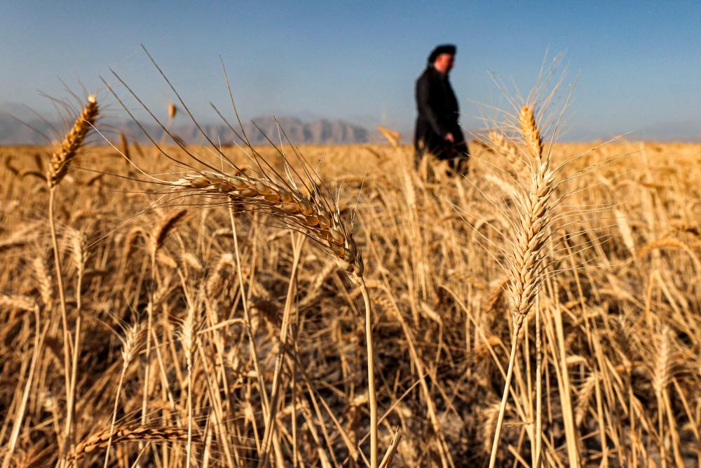 Iraqi Kurd farmers battle drought as Lake Dukan retreats
