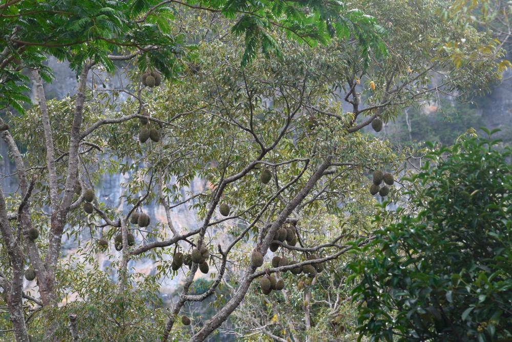 Isu pekebun durian: PGA dihantar ke Raub jaga ketenteraman awam: KPN Isu pekebun durian: PGA dihantar ke Raub jaga ketenteraman awam: KPN