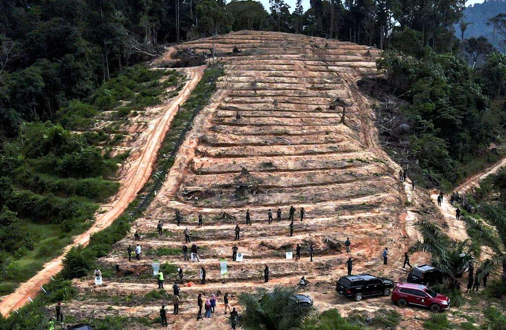 Jabatan perhutanan T’ganu sasar tanam 3 juta pokok memjelang 2025 Jabatan perhutanan T’ganu sasar tanam 3 juta pokok memjelang 2025