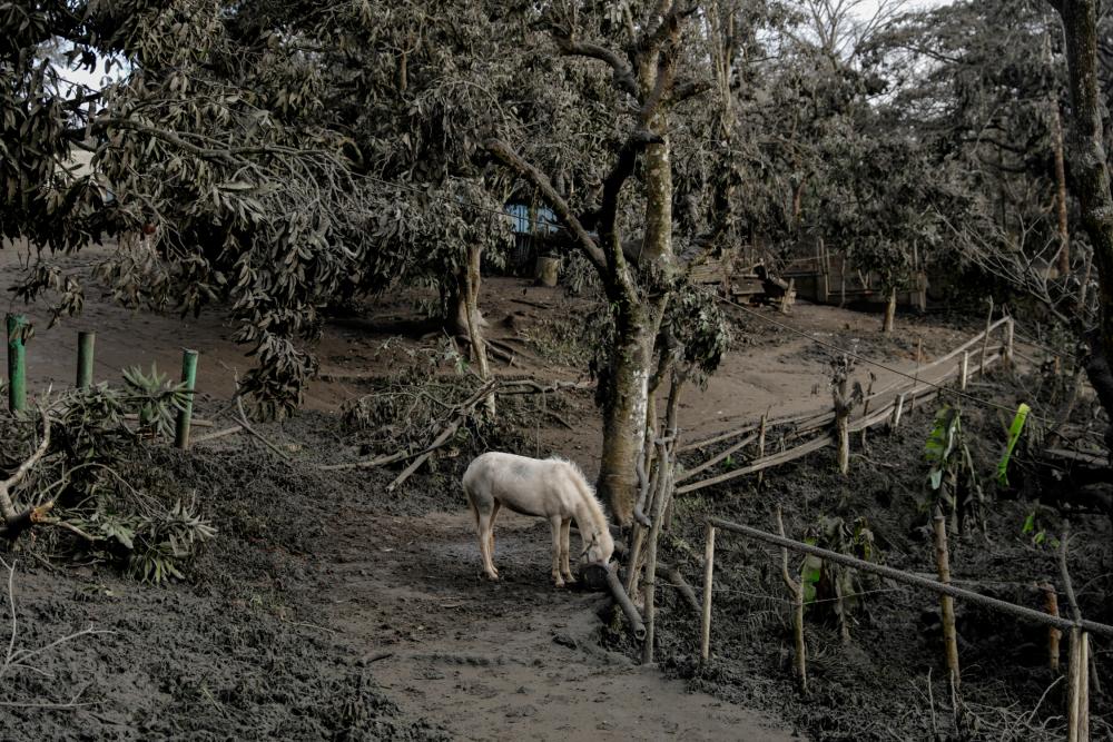 KBS, 3 production staff referred to prosecution over fatal horse tripping during production KBS, 3 production staff referred to prosecution over fatal horse tripping during production