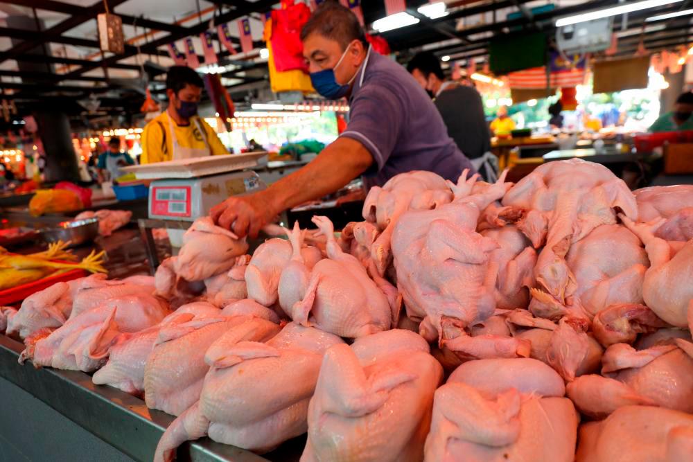 Kementerian nafi rantaian bekalan ayam tempatan tidak terkawal