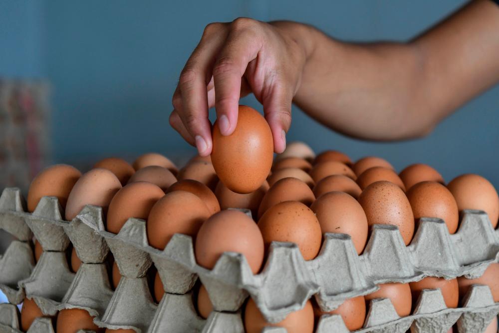 Kerajaan Terengganu kenal pasti lokasi hab ternakan ayam telur