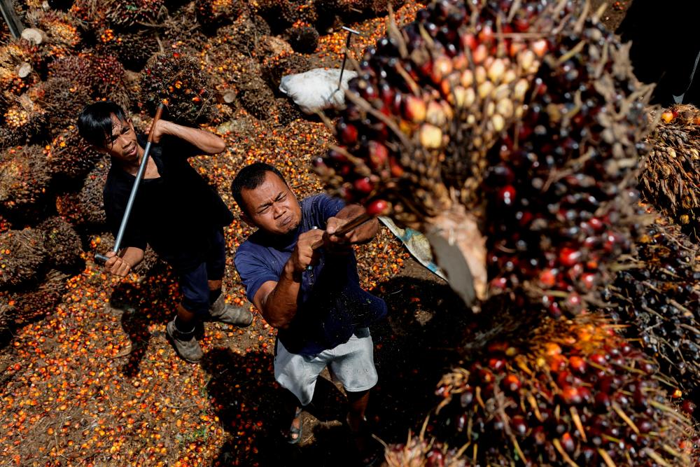 Kerajaan sediakan RM70 juta untuk tambah baik tahap kelestarian industri sawit