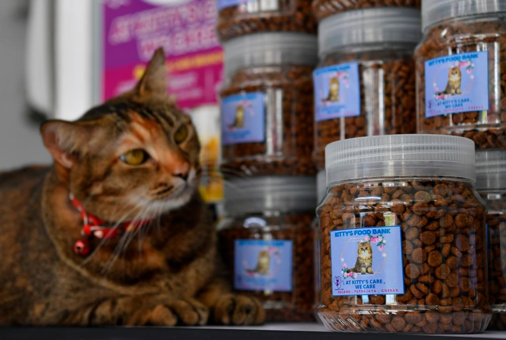 Kitty's foodbank bantu penjaga kucing terjejas akibat pandemik Covid-19 Kitty's foodbank bantu penjaga kucing terjejas akibat pandemik Covid-19