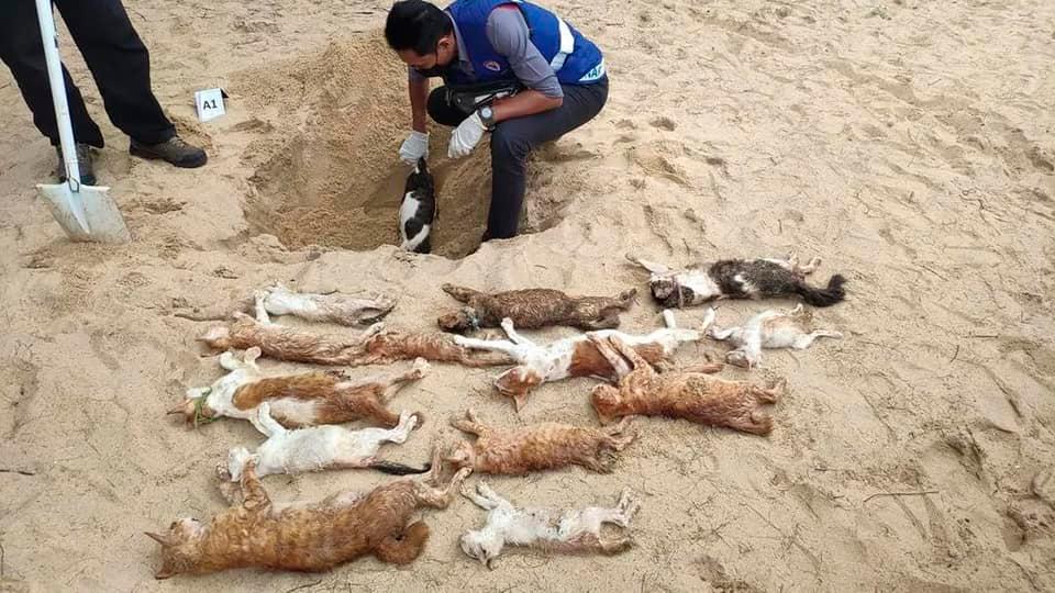 Kucing mati: Veterinar T’ganu bedah siasat, hantar sampel untuk diagnostik Kucing mati: Veterinar T’ganu bedah siasat, hantar sampel untuk diagnostik
