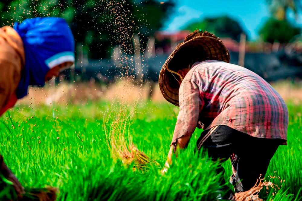 LPP reviewing list of padi farmers eligible for Bernas’ special aid: MAFS LPP reviewing list of padi farmers eligible for Bernas’ special aid: MAFS