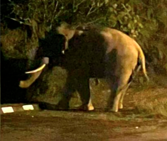 Lost elephant wanders into Kluang Prison compound Lost elephant wanders into Kluang Prison compound