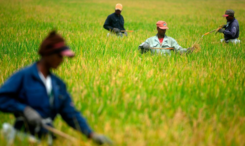 MAFI, KPDNHEP set up joint committee to stabilise fertiliser, pesticide prices MAFI, KPDNHEP set up joint committee to stabilise fertiliser, pesticide prices