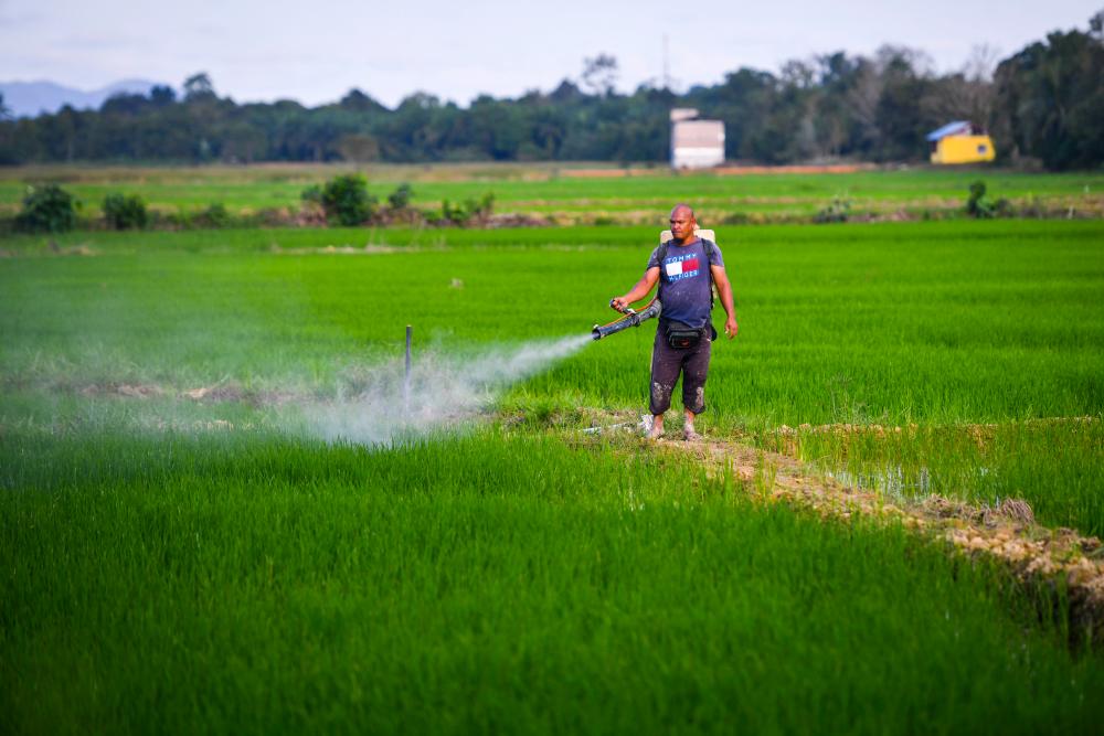 MAFI jamin bela nasib 3,146 pesawah padi terjejas akibat banjir: Zawawi