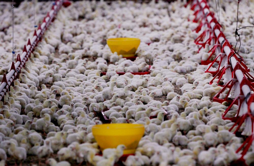 MAFI to monitor chicken supply at farm level