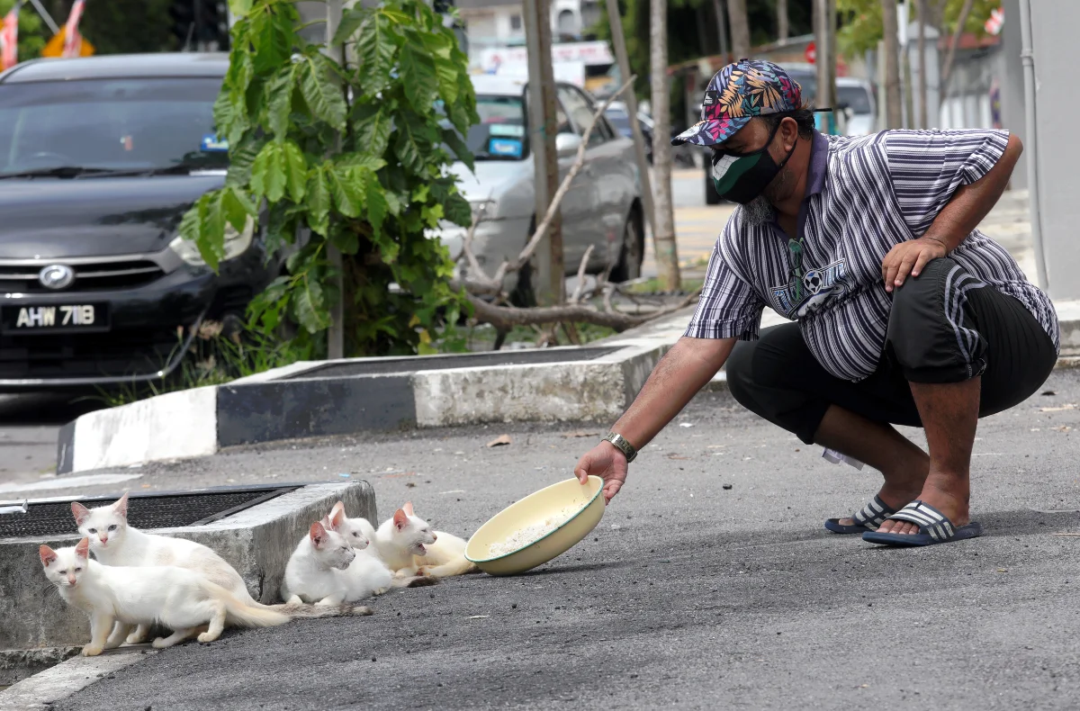 Scorching heat puts stray animals’ lives at risk, warns SAFM