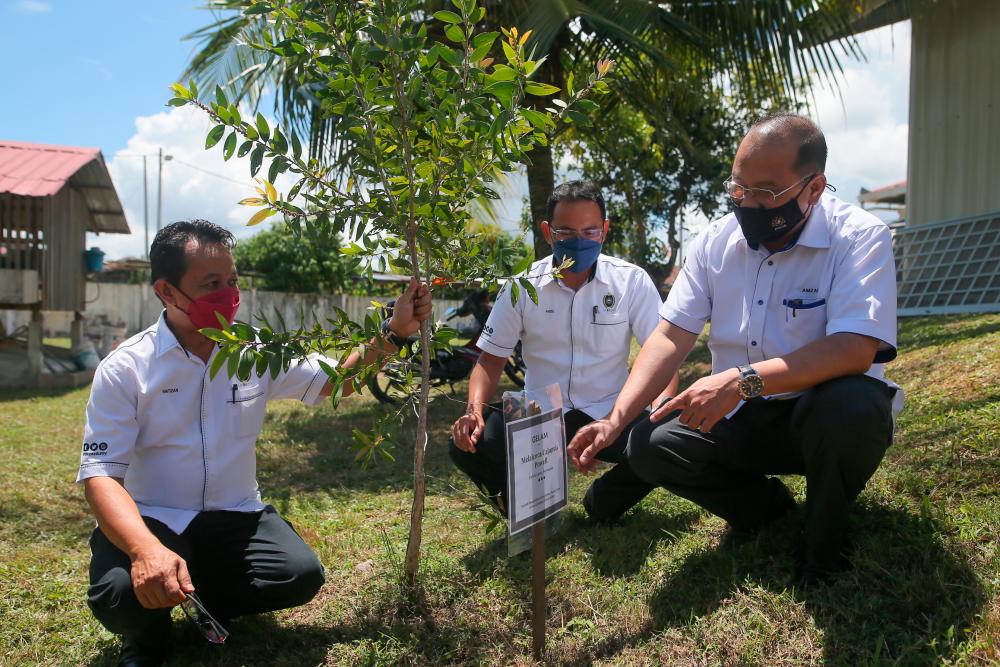 MOSTI helping B40 group via gelam tree oil production project in Terengganu MOSTI helping B40 group via gelam tree oil production project in Terengganu