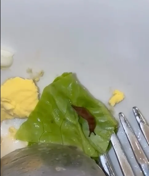 M_sian_finds_live_slug_in_salad_served_at_popular_furniture_store_in_Johor M'sian finds live slug in salad served at popular furniture store in Johor