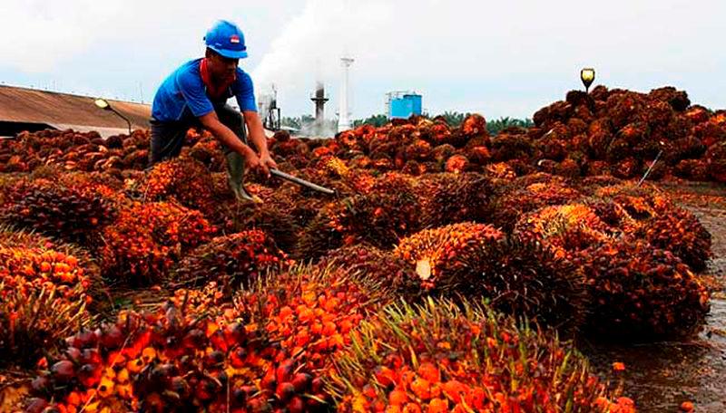 Malaysia, Egypt see greater prospects for palm oil market expansion Malaysia, Egypt see greater prospects for palm oil market expansion
