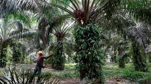 Malaysian government and industry players guarantee sustainable palm oil